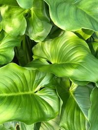 Full frame shot of leaves