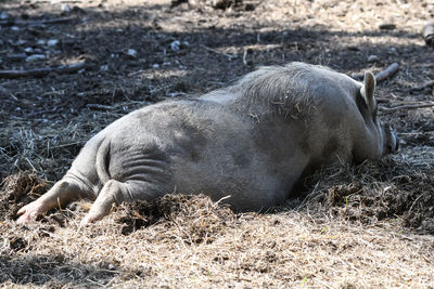 Side view of an animal sleeping on field