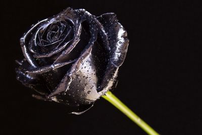 Close-up of flower over black background