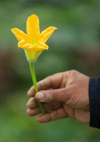 Close-up of hand holding plant