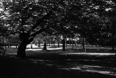 Trees in park