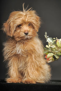 Full length of a dog