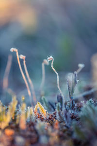 Close-up of flowering plant on land