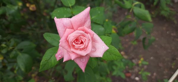 Close-up of pink rose