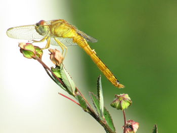 Close-up of insect on flower