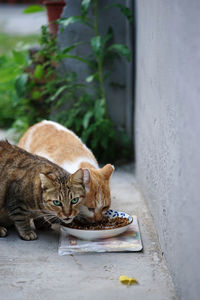 Cats sitting in a cat