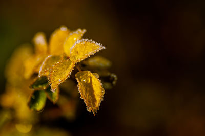 yellow