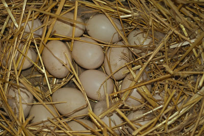 High angle view of eggs in nest