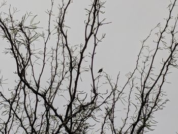 Low angle view of bare tree against sky