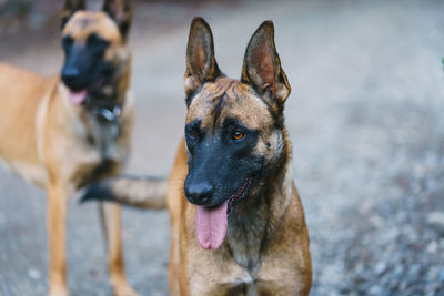 Two belgian malinois playing in the forest