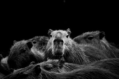 Portrait of capybara