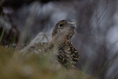 Close-up of bird