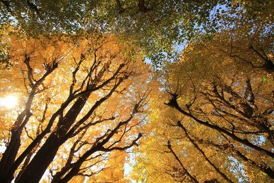 Low angle view of trees in forest during autumn