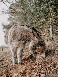 Donkey feeding whilst  standing in a forest