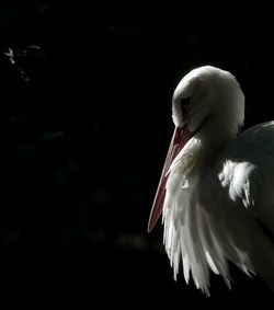 Close-up of bird flying