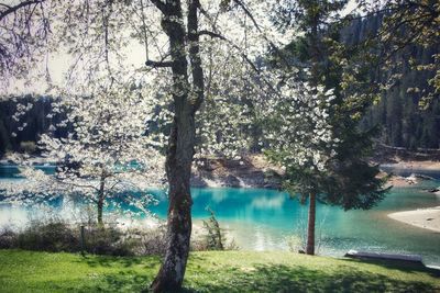 Trees by lake