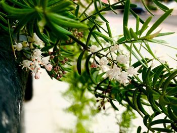 Close-up of white cherry blossom tree