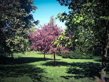 Trees growing in park