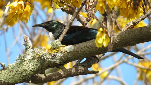 Low angle view of bird perching on tree