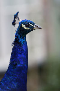Head shot of a peacock 