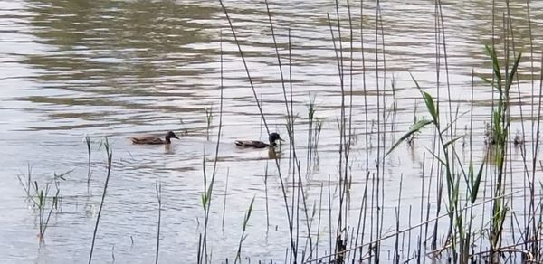 View of birds swimming in lake