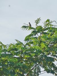 Low angle view of bird perching on tree against sky