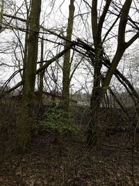 Bare trees in forest