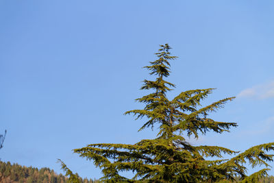 Low angle view of tree against blue sky