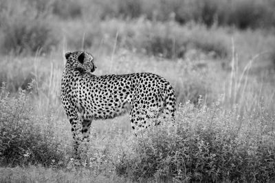 animal