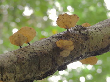 Close-up of tree trunk