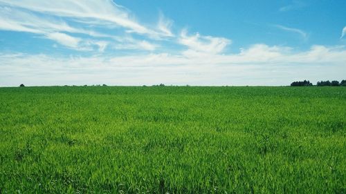 Scenic view of grassy field against cloudy sky