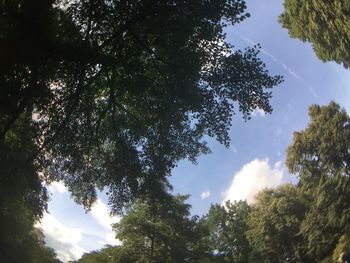 Low angle view of trees