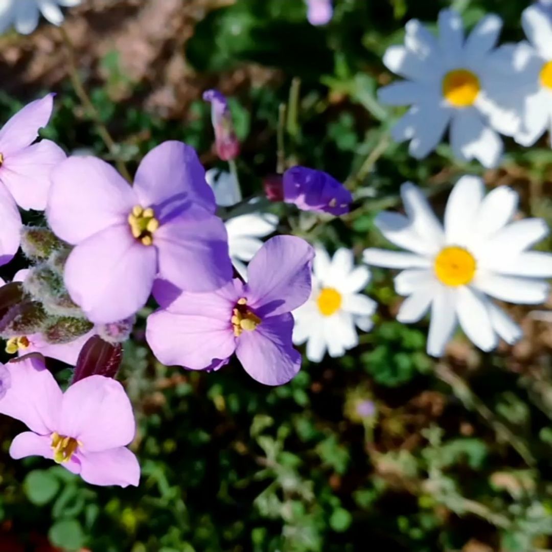 flowering plant, flower, freshness, plant, fragility, vulnerability, beauty in nature, petal, growth, close-up, flower head, inflorescence, nature, no people, day, selective focus, purple, botany, outdoors, focus on foreground