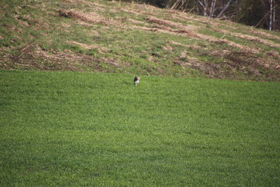 View of bird on grassy field