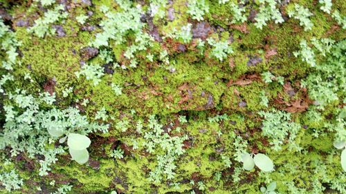 Full frame shot of moss growing on land