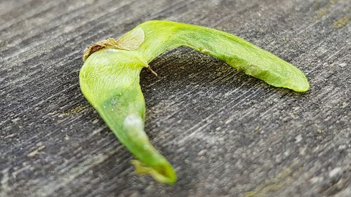 Close-up of green leaves