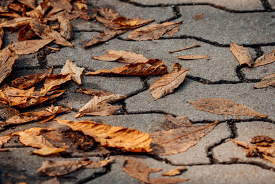 High angle view of maple leaves on footpath