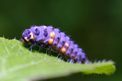 Close-up of insect on flower