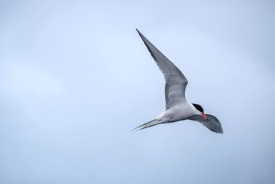 Bird flying in sky