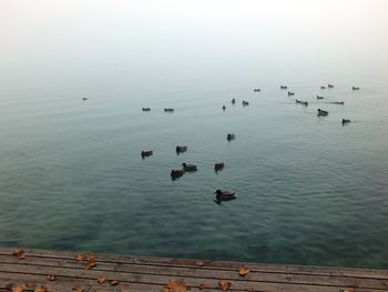 High angle view of birds swimming in sea against sky