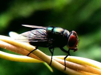 Close-up of fly on leaf