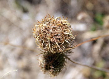 Close-up of plant