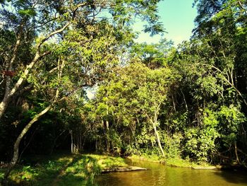 Scenic view of river amidst trees in forest against sky