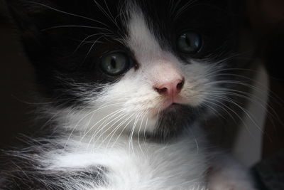 Close-up portrait of cat