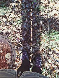 Low section of person standing on tree trunk