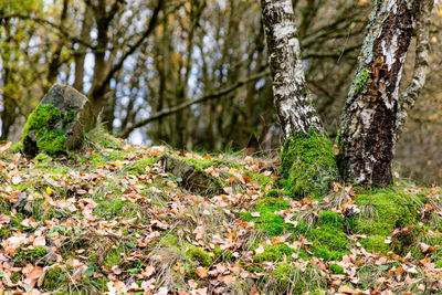 Close-up of tree trunk in forest