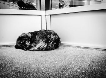 Cat sleeping on floor