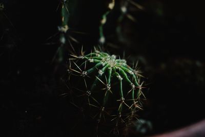 Close-up of cactus plant at night