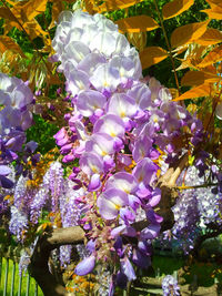 Purple flowers blooming in park