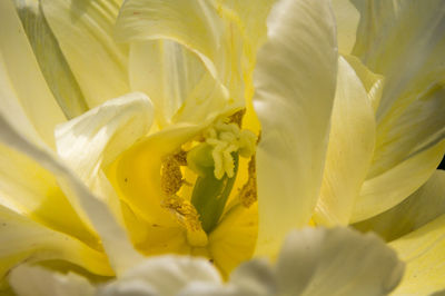 Full frame shot of yellow rose flower